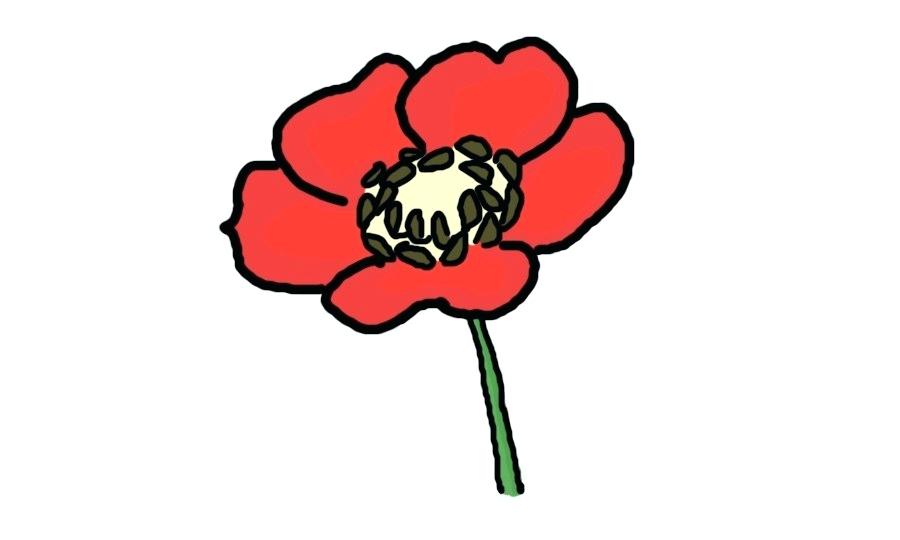 900x540 Poppy Flower Drawings