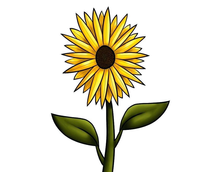 900x720 Sunflower To Draw Realistic Sunflower Drawing Step