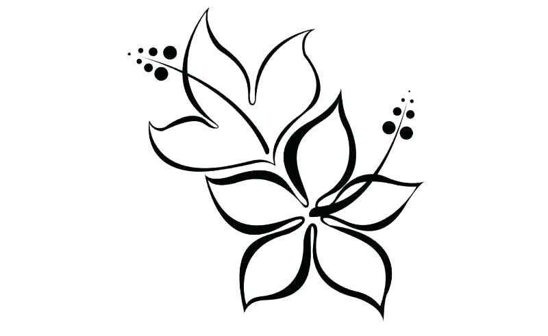 800x491 Hawaiian Flowers To Draw