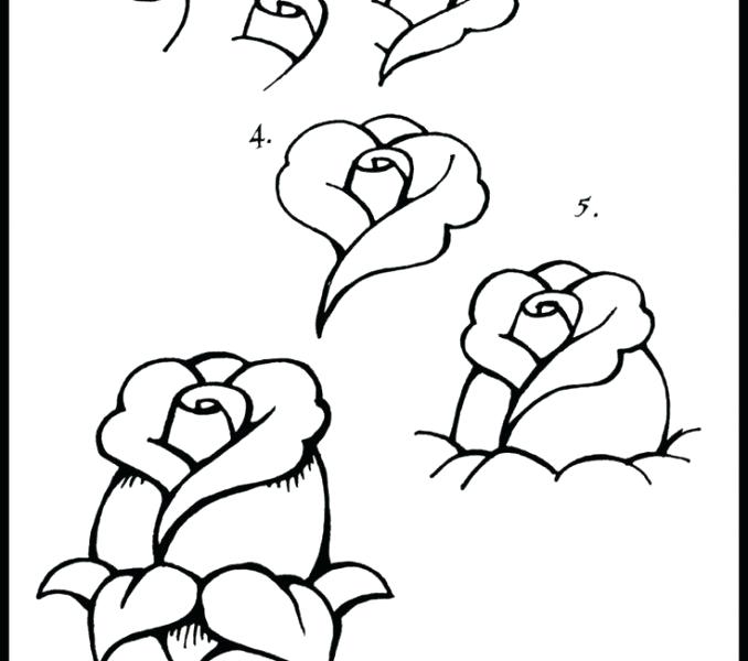 678x600 How To Draw A Hawaiian Flower Step