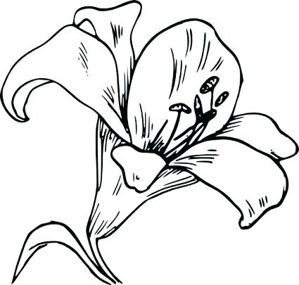 425x405 Calla Lily Coloring Pages Playanamehelp