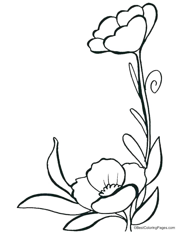 720x936 Poppy Flower Coloring