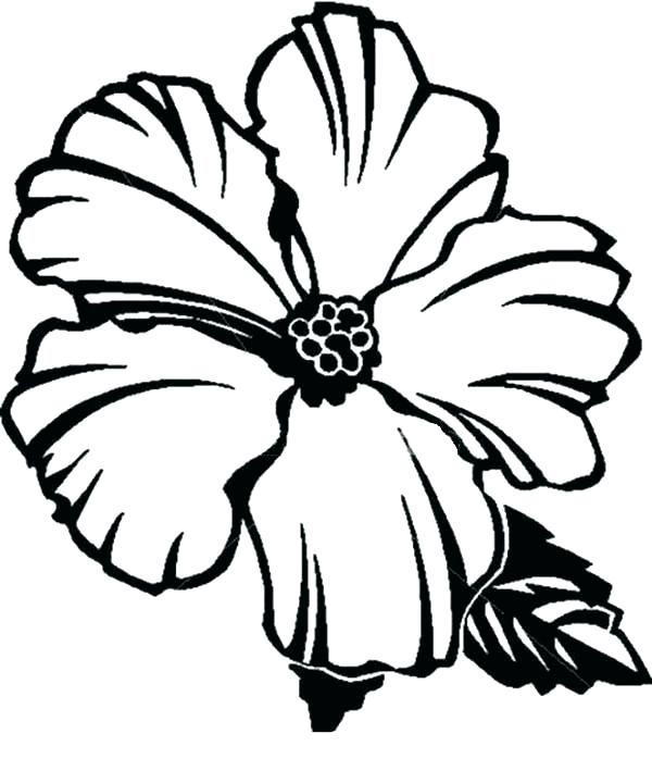 600x709 Us State Flowers Coloring Pages