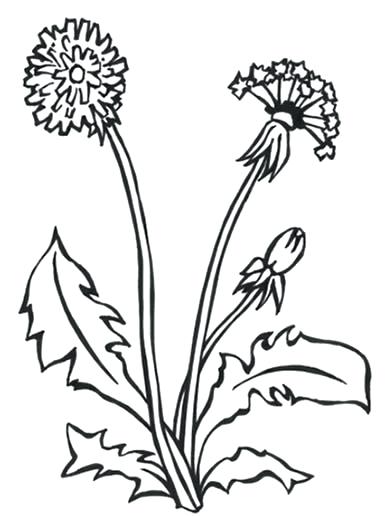 390x516 Pleasurable Ideas Dandelion Coloring Pages Flower Drawing