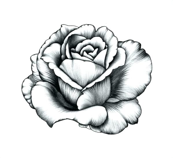 599x547 Drawing Of Flowers