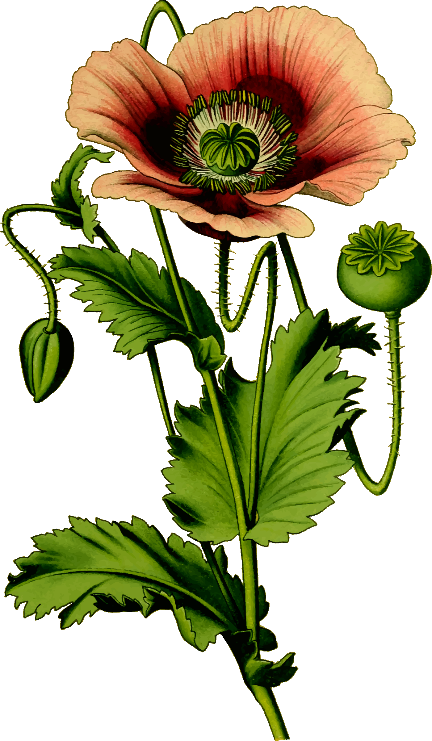 1399x2400 Poppy Flower Drawing Pictures And Cliparts, Download Free