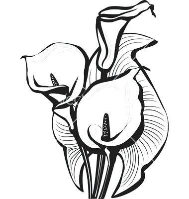380x400 How To Draw A Calla Lily Drawing Flower Calla Lily Clip Art
