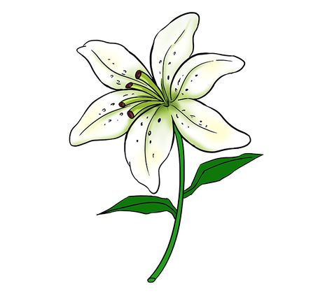 474x419 How To Draw A Lily Tranh Ve Easy Flower Drawings, Lilies