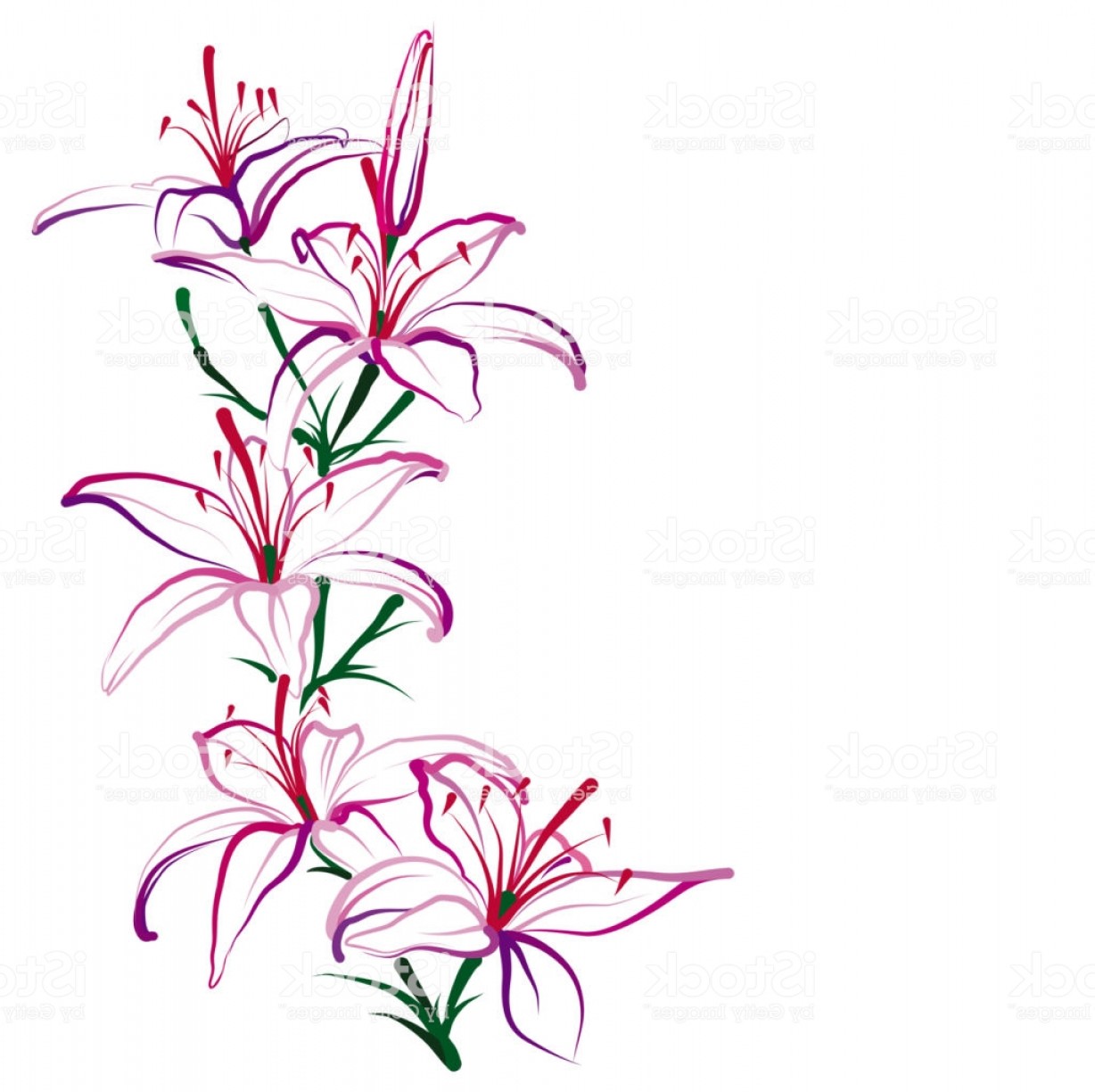 1228x1224 Lily Flower Vector Studiogrfx