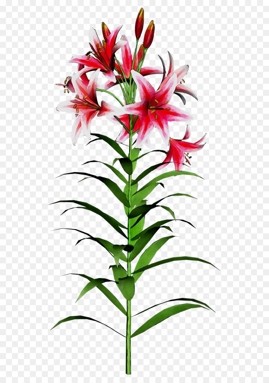 900x1280 Madonna Lily Drawing Image Easter Lily Flower