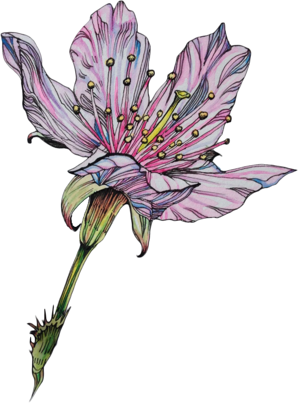 606x821 Flower Lily Drawing Art Tumblr Freetoedit