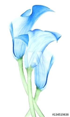 300x500 How To Draw A Calla Lily Flower