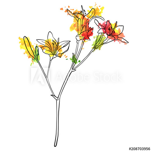 500x500 Vector Drawing Lily Flower