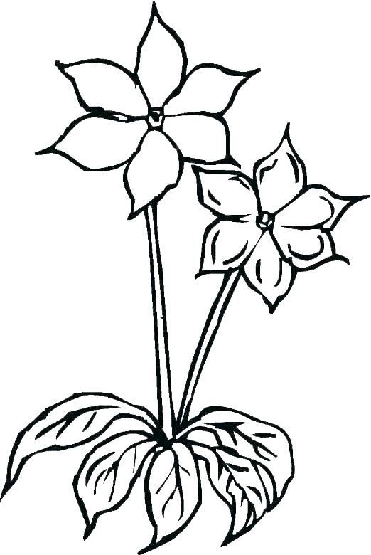 522x780 Huge Collection Of 'drawing Pages Of Flowers' Download More Than