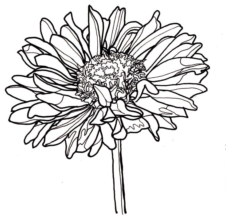 736x720 Line Art Flowers Group With Items