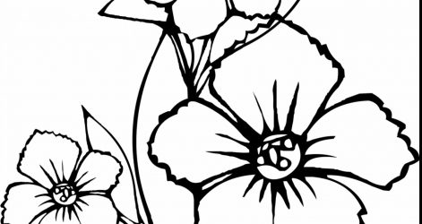 471x250 Cool Flower Drawings Tumblr Of A Best To Draw Sunflower Patterns