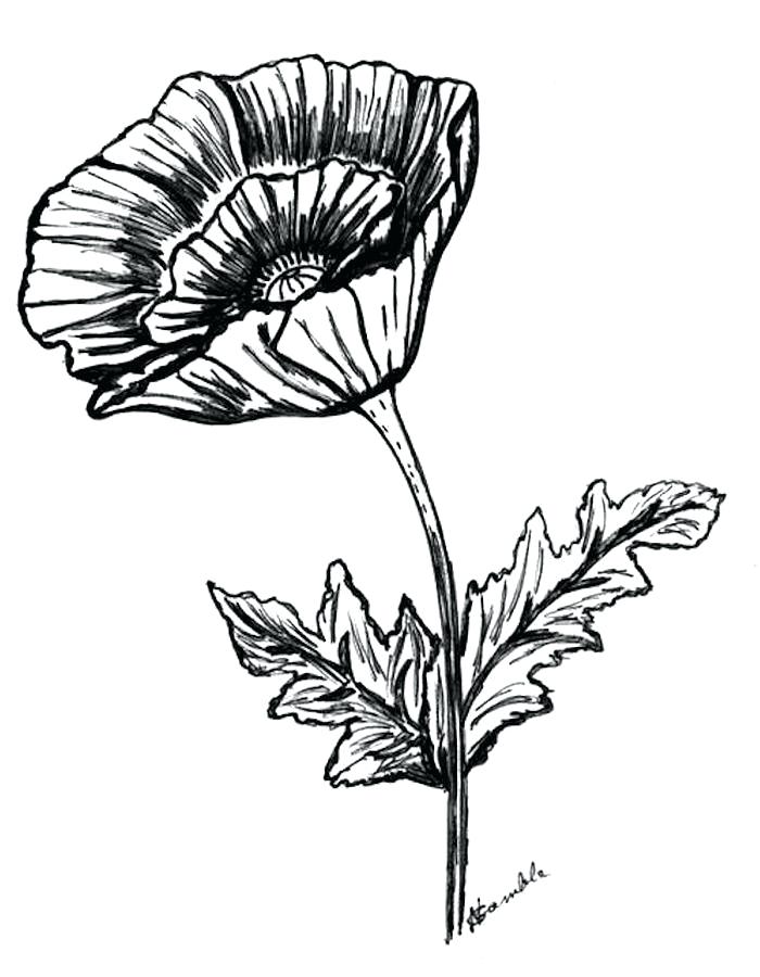 700x900 Poppy Drawings Background With Poppies Poppy Drawings Tattoos