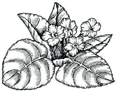 400x317 Flowers That You Can Draw