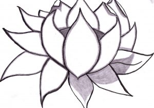 300x210 Flower Lotus Drawing How To Draw A Lotus Flower