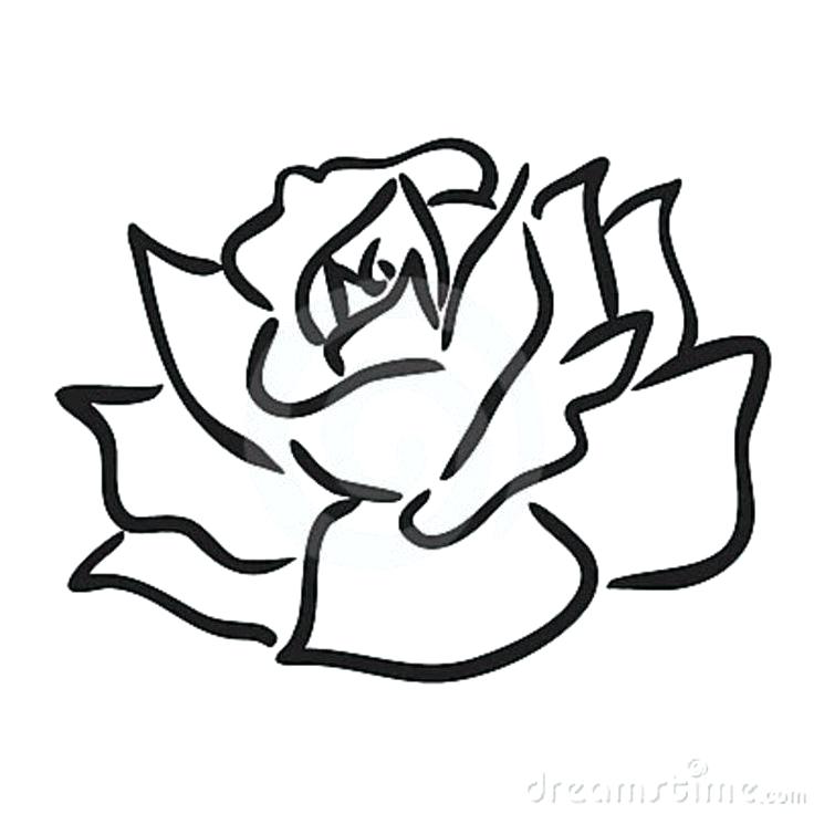 736x736 Rose Drawing Simple Rose Easy Drawing Drawn Rose Simple Pencil