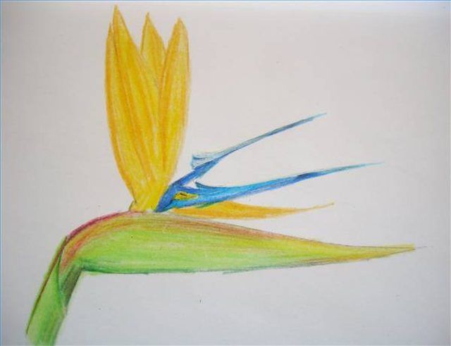 640x491 Drawing Flowers Tutorial Or How To Draw Hawaiian Flowers Step