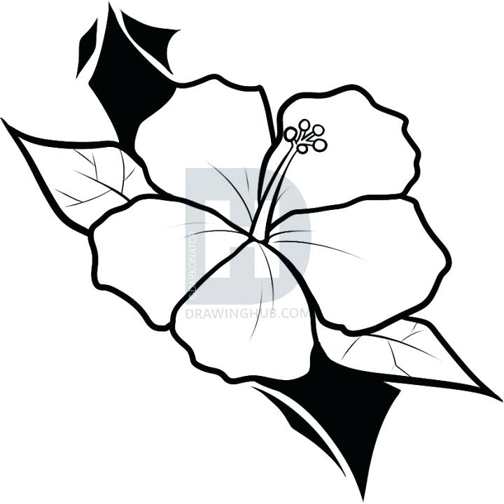 720x720 Drawing Of Hawaiian Flower How To Draw Hibiscus Flower Step