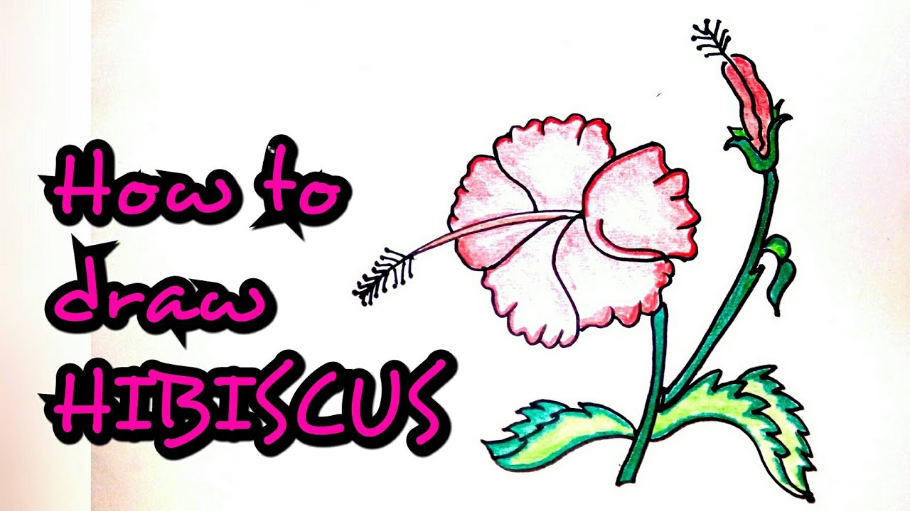 1280x720 Drawing Tutorial How To Draw Hibiscus Flower Step