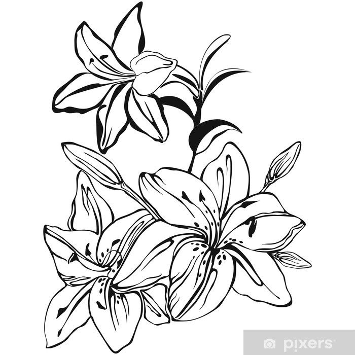 700x700 graphical natural flower, lily, hand drawn vector wall mural