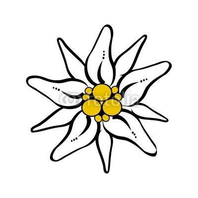 400x400 Edelweiss Flower Drawing Free Vector Download Edelweiss