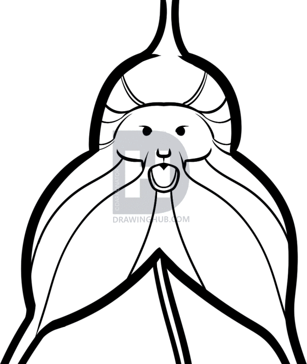 608x720 How To Draw A Monkey Orchid, Step