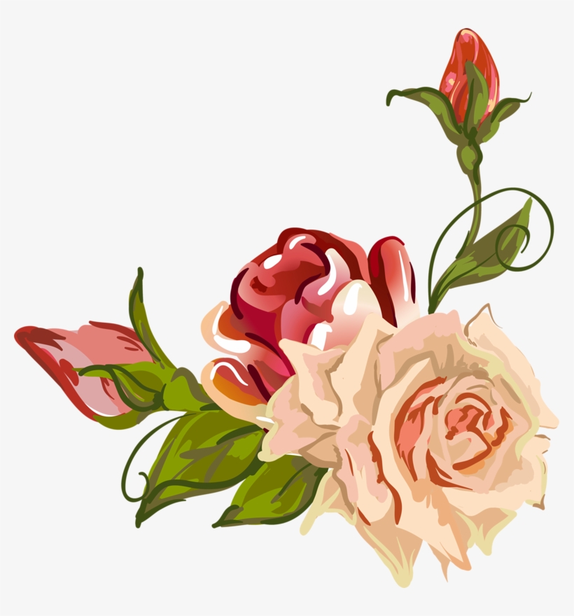 820x880 Garden Roses Centifolia Roses Flower Petal Drawing