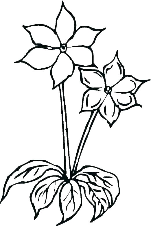 522x780 Flower Garden Coloring Pages New Kaotan Site