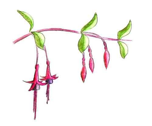 500x415 How To Draw A Fuchsia