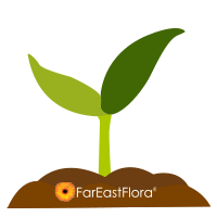 200x200 Flower Growing Gifs