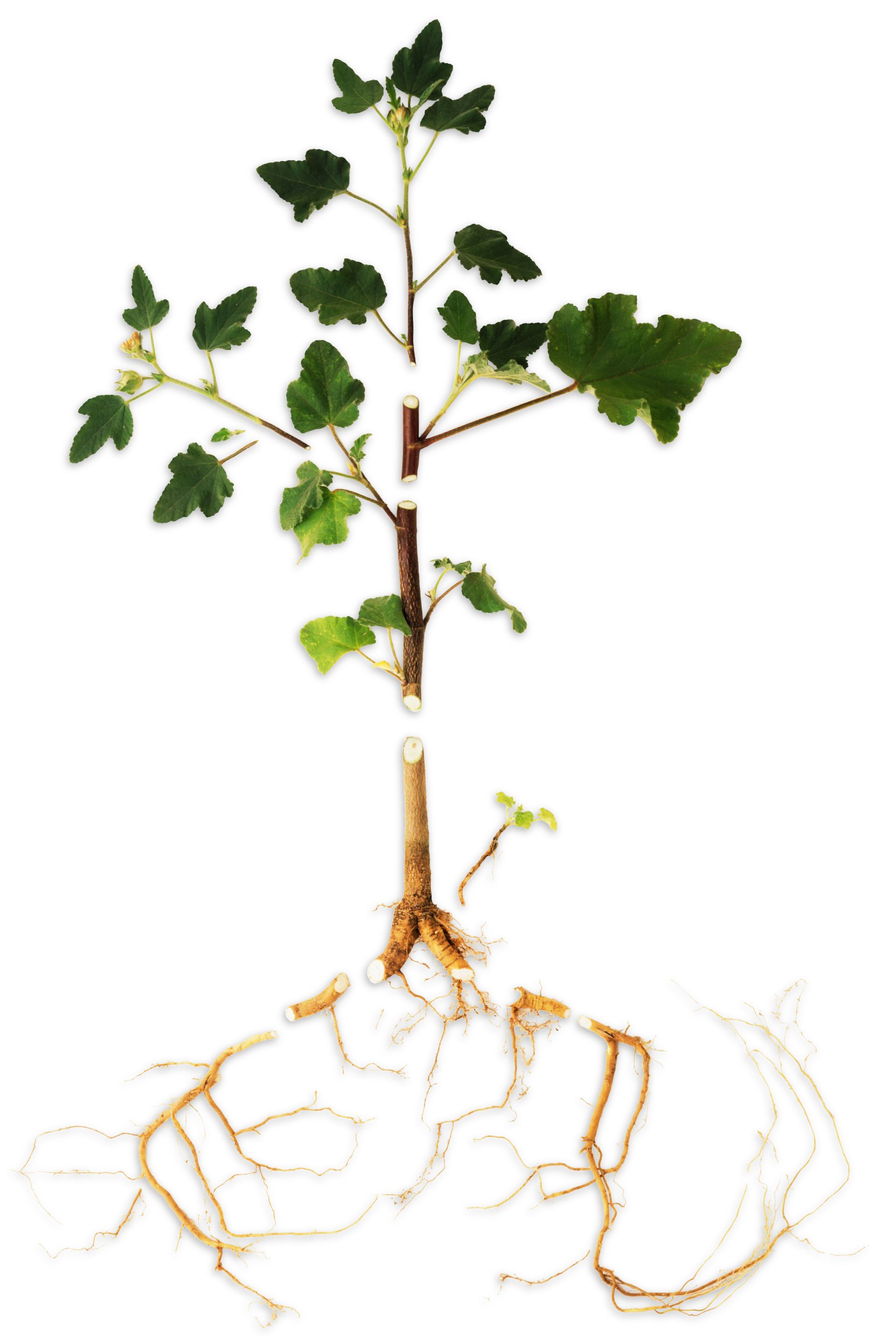 1920x2870 parts of a plant functions of plant parts dk find out