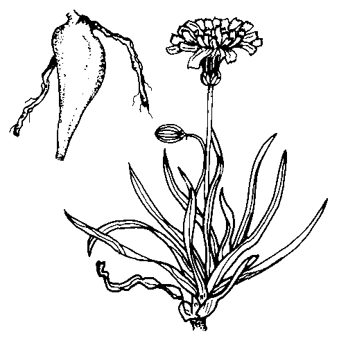 489x498 Aboriginal Trail