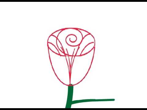 480x360 Animation In Adobe Illustrator Growing Rose