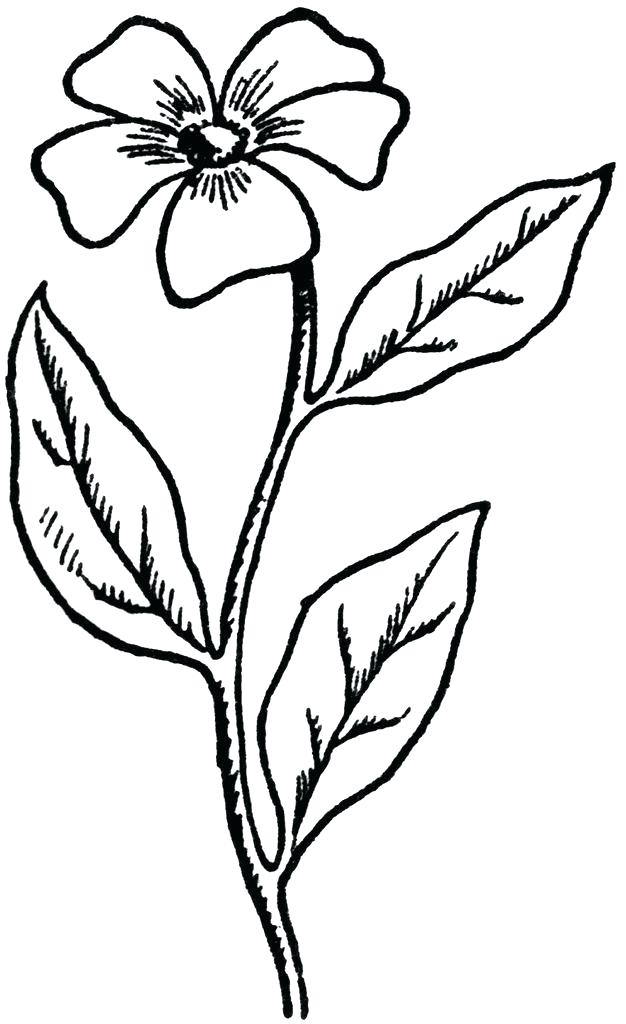 626x1024 Flower To Draw Easy Flower Drawing How To Draw Easy Flower Designs