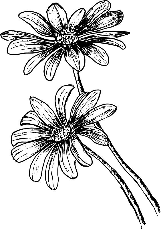 563x800 daisies sticker print on demand how to draw hands, daisy