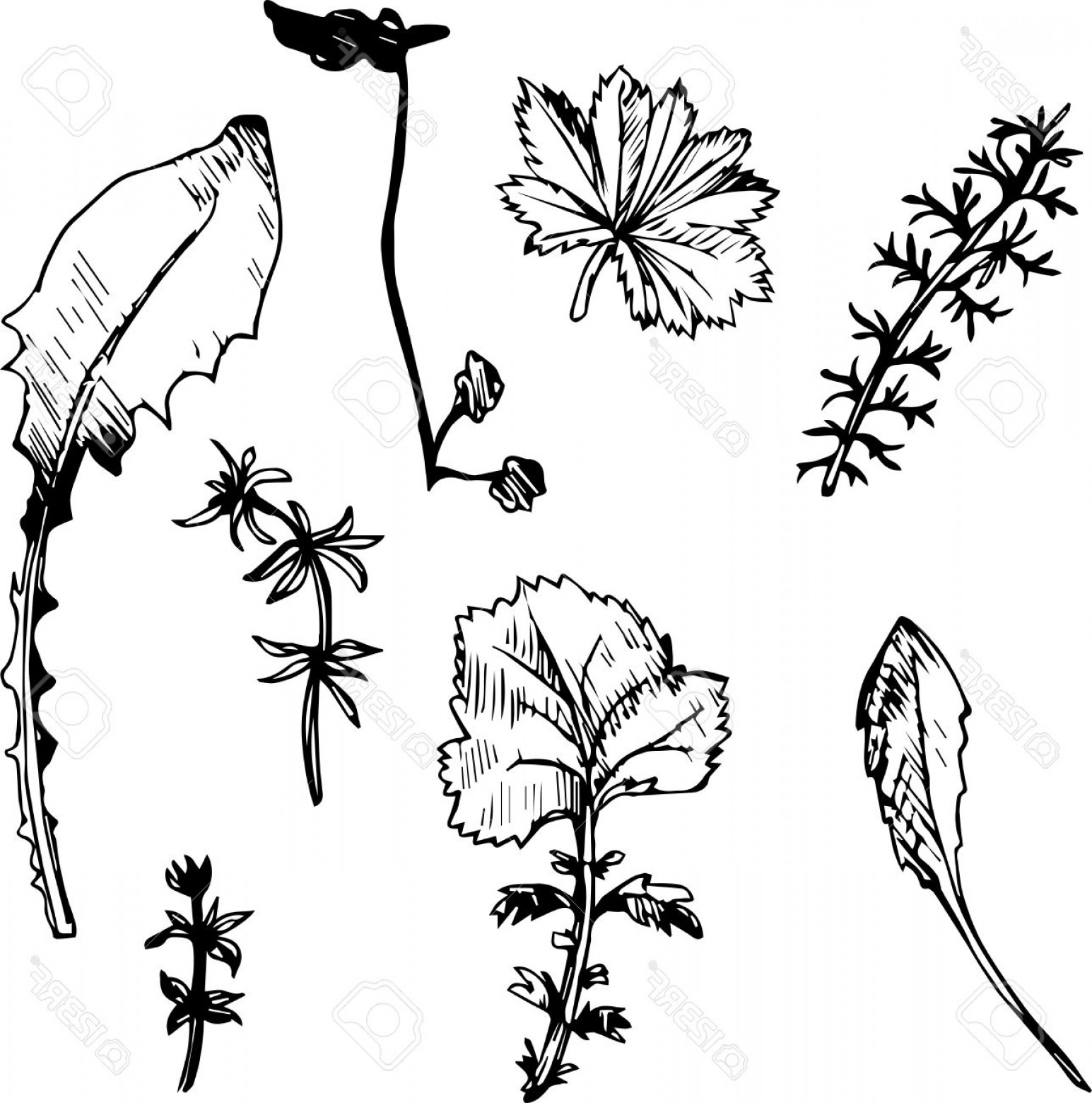 1545x1560 Line Drawing Of Wild Flowers