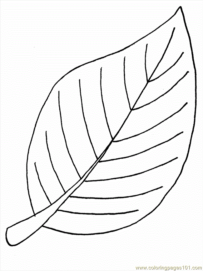 650x866 Flower Leaves Drawing