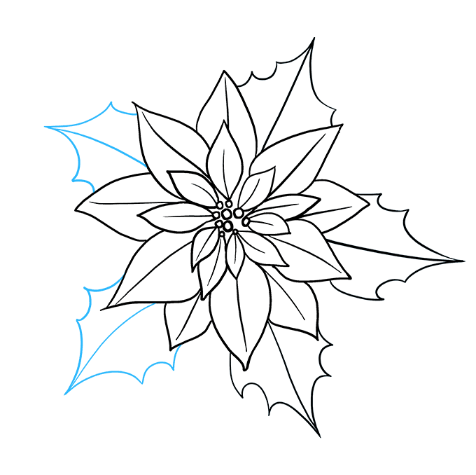 680x678 How To Draw A Poinsettia