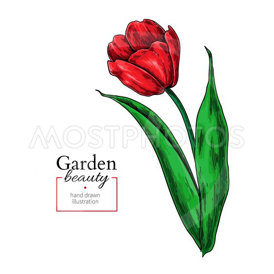 563x563 Tulip Red Flower And Leaves