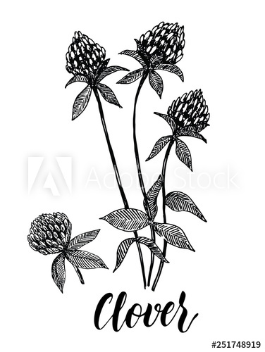 376x500 Clover Flower Vector Drawing Set Isolated Wild Plant And Leaves