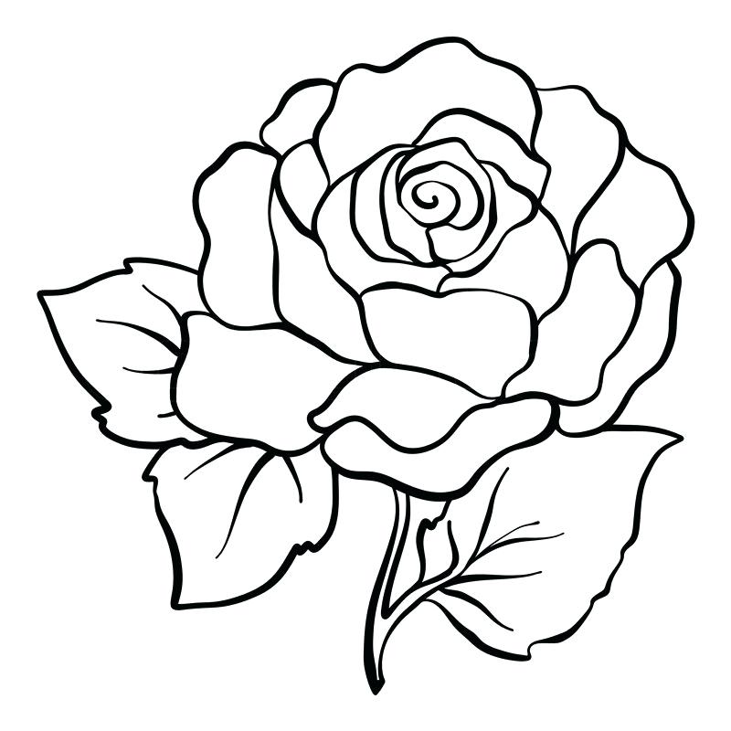 800x800 Rose Line Drawing Clip Art Zupa