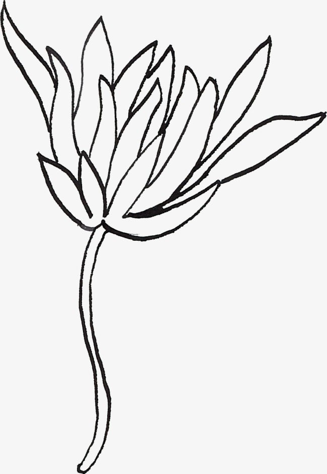 650x941 line drawing flowers, line clipart, black, line png image