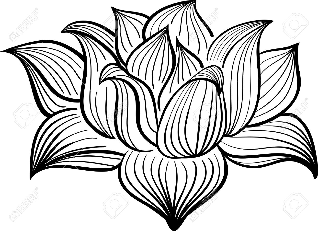 1300x944 Lotus Flower Line Drawing Free Download Clip Art