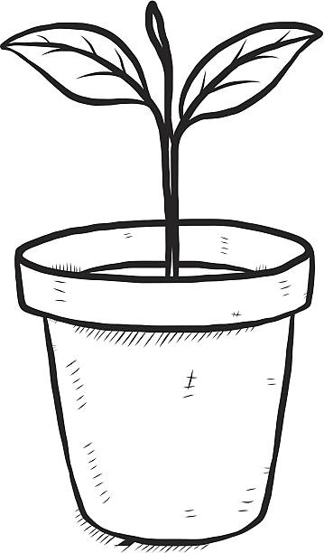 359x612 Plant Black And White Clipart Pot Flower Line Drawing