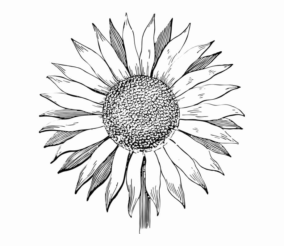 920x800 Sunflower Flower Line Art Summer Floral Vintage