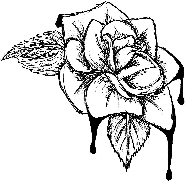 736x718 Drawing Flowers Tutorial Or Free Line Drawing A Rose Download